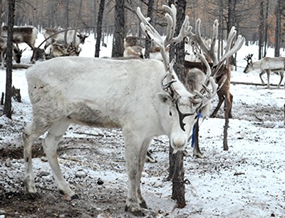 Meet Tsaatan People in Taiga and Take Part in Ice Festival