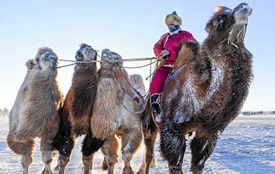 Camel Festival in Southern Gobi